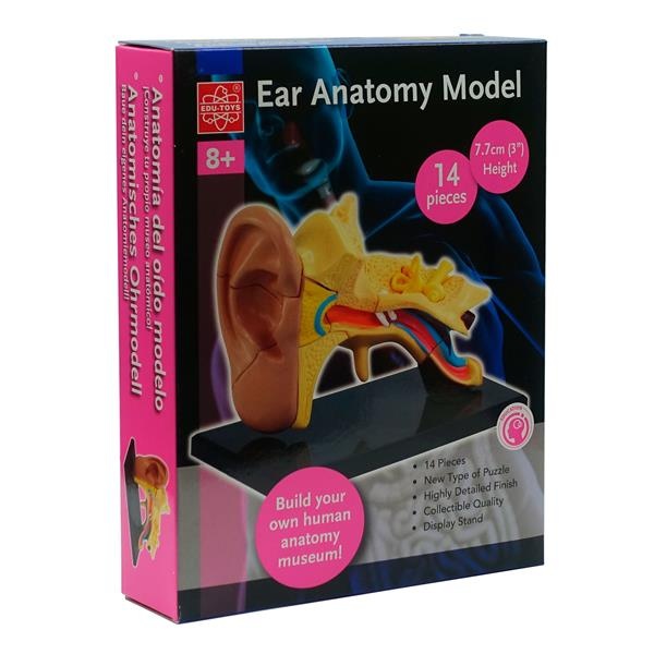 Модель анатомия уха сборная, 7,7 см