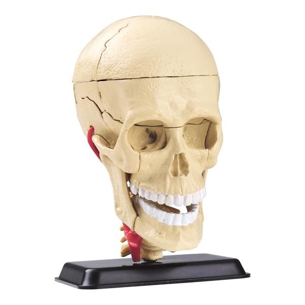 Набір для досліджень Модель черепа з нервами збірна, 9 см