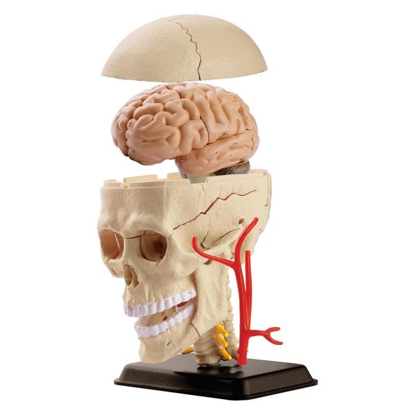 Набор для исследований Модель черепа с нервами сборная, 9 см