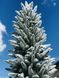 Ёлка литая Альпийская 180 см заснеженная