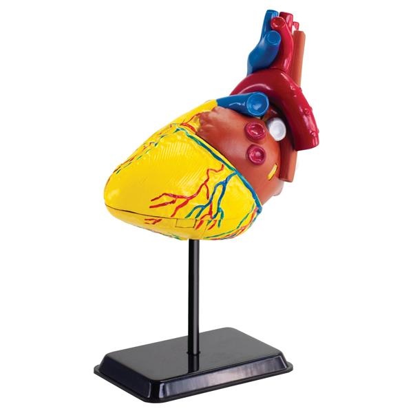 Набір для досліджень Модель серця людини збірна, 14 см