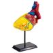 Модель сердца человека сборная, 14 см